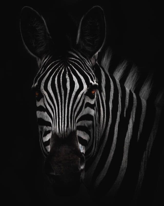 Zoo Project